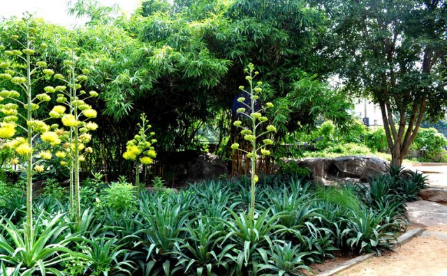 24kbrpark_hyderabad10